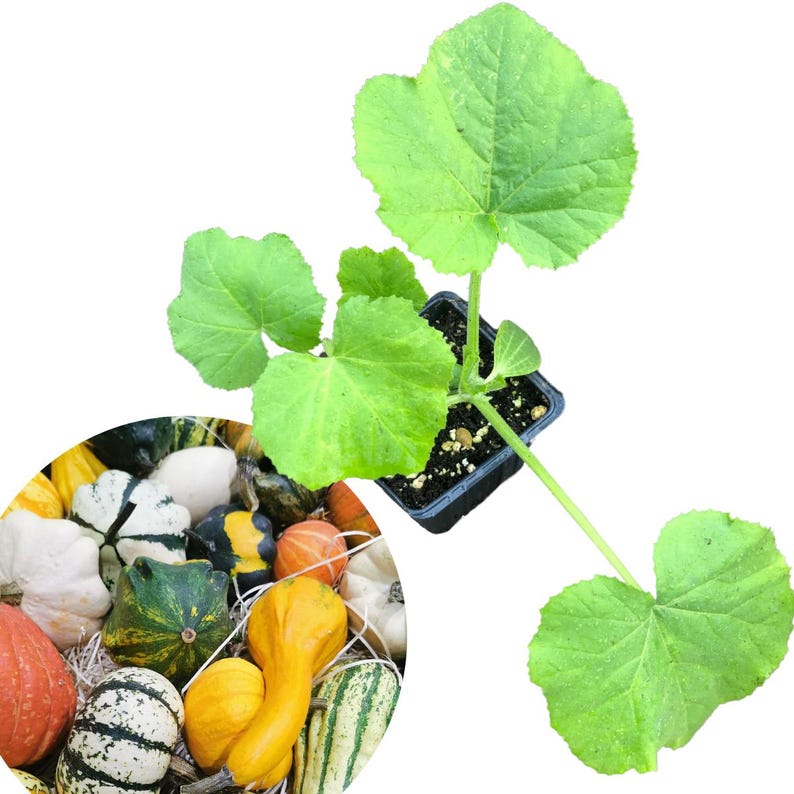 Small Gourd Mix Plant in 2.5-Inch Pot, Cucurbita pepo - Decorative Autumn Gourds for Halloween Decor