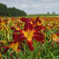 Ruby Spider Daylily Crown - 9" Blooms, Hemerocallis 'Ruby Spider', Bareroot Healthy Plant
