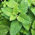 Lemon Balm Starter Plant - Fresh Lemon-Scented Herb - Melissa officinalis
