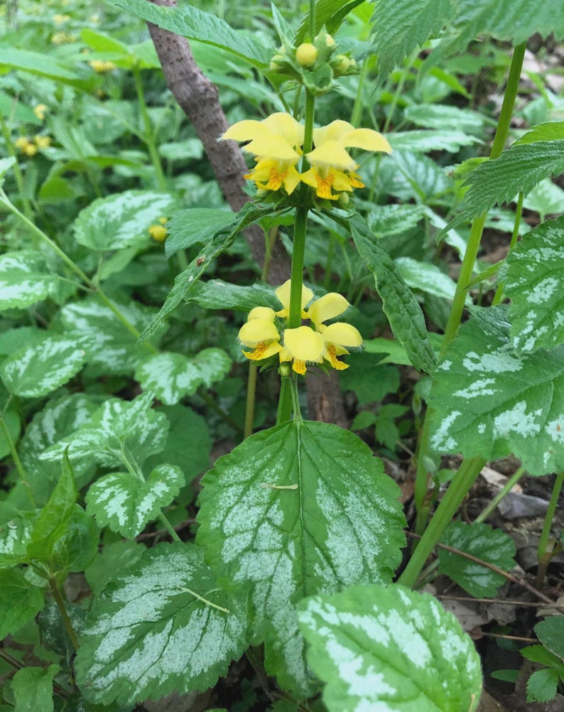 Lamium Plant - 1 Live Bare Root - Lamium galeobdolon - Yellow Archangel Ground Cover Plant