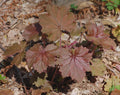 Heuchera Villosa Coral Bells - Red Foliage, Mixed Cultivars - 1 Bare Root Plant