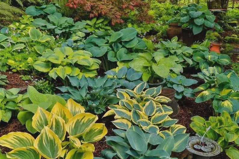 Hostas Bareroot Plants - Mixed Varieties - Hardy Shade Lovers - Hosta spp. - 3 Pack for Zones 3-8