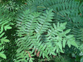 Royal Fern Live Plant - Bareroot - Osmunda regalis - Native Fern for Moist Soils and Shade Gardens