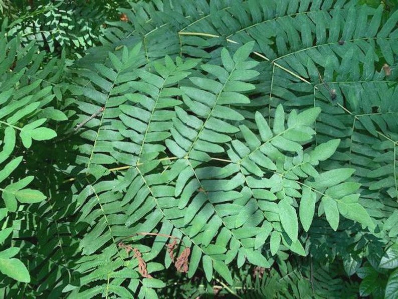 Royal Fern Live Plant - Bareroot - Osmunda regalis - Native Fern for Moist Soils and Shade Gardens