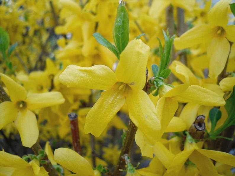 Forsythia Plants 12-18" Bareroot - Bright Yellow Flowers, Forsythia spp.