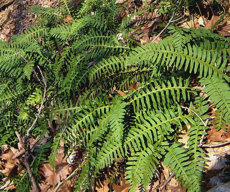 Rock Polypody Division - Native Shade Fern for Rock Gardens - Polypodium virginianum
