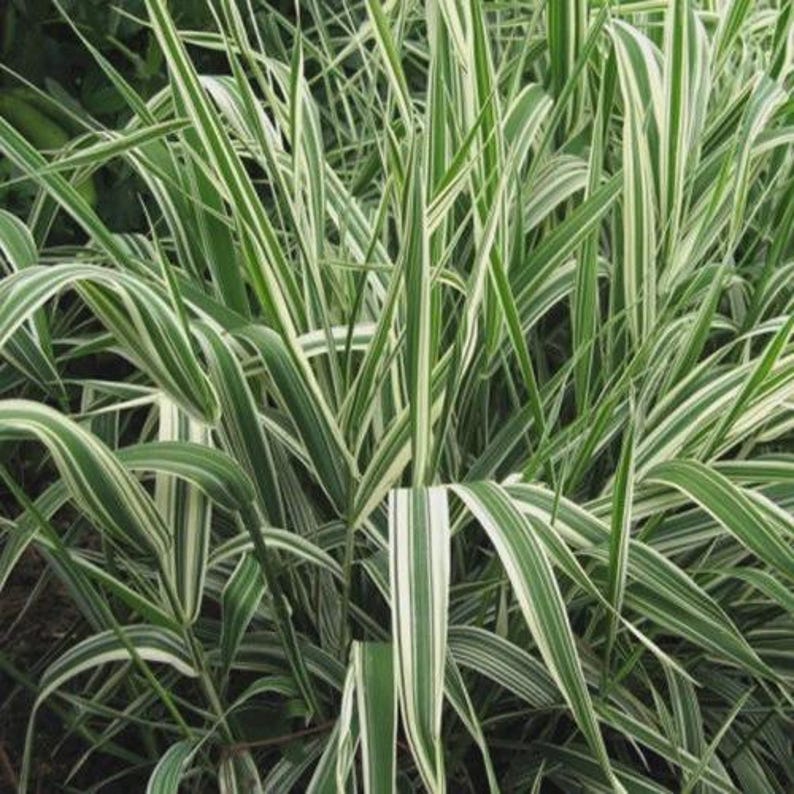 Ribbon Grass Plant - Perennial Ground Cover - Hardy in Zones 4-9 - Easy Care Sun/Part Shade - Phalaris arundinacea
