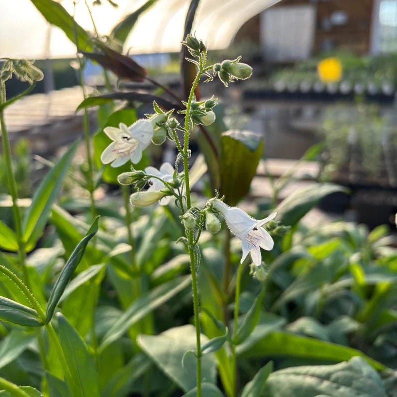 Foxglove Beardtongue Live Plant 4" Pot - Penstemon digitalis - Native North American Perennial for Full Sun to Part Shade