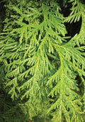 Northern White Cedar Bareroot Plant 8-18 Inches - Thuja Occidentalis, Native Tree, Hardy Evergreen
