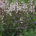 Penstemon Huskers Red Bareroot Plant - Hardy Perennial Flowering Plant - Penstemon digitalis 'Huskers Red'