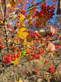 Hawthorn Tree Bareroot 4-8" Crataegus spp. - Large-Thorned Tree for Windbreaks, Screens, and Wildlife Planting