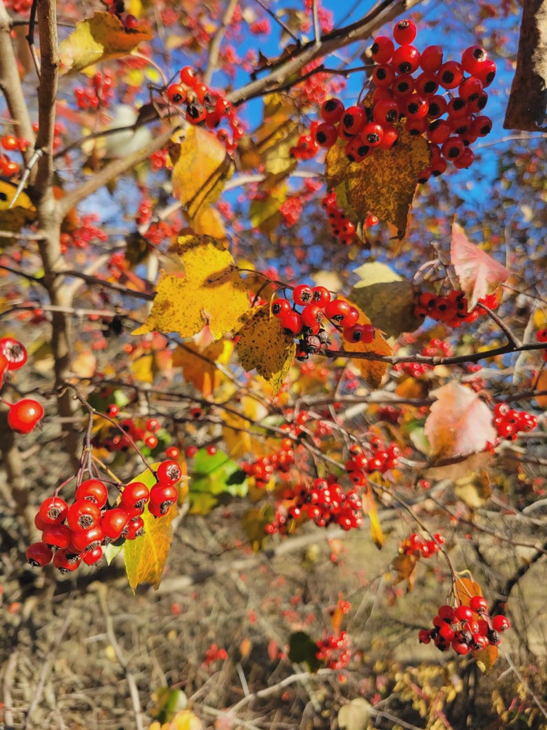 Hawthorn Tree Bareroot 4-8" Crataegus spp. - Large-Thorned Tree for Windbreaks, Screens, and Wildlife Planting