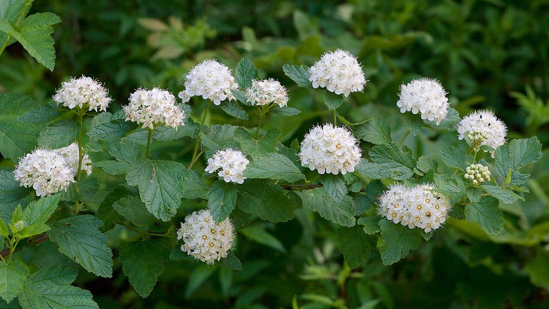 Ninebark Shrub - 18-24" Tall - Physocarpus opulifolius - Well Established - Native to North America - Bareroot Plant