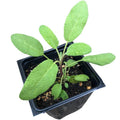 Organic Sage Plant in 2.5-Inch Pot, Grower's Friend (Salvia officinalis) - Non-Blooming Culinary Herb for Fresh Use