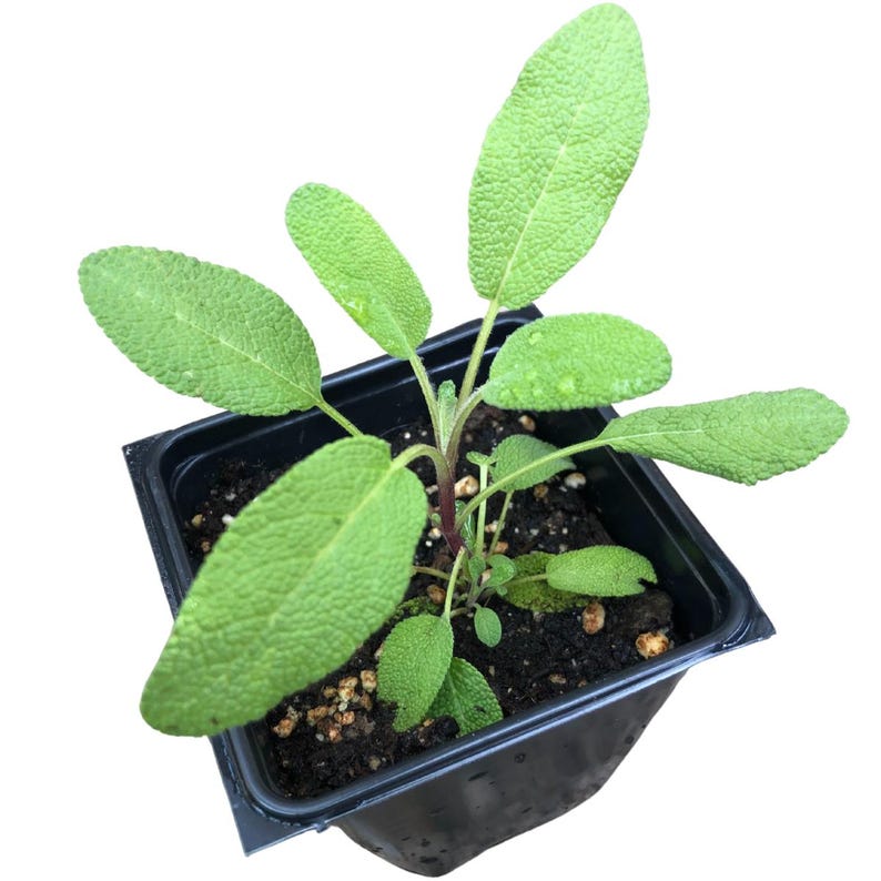 Organic Sage Plant in 2.5-Inch Pot, Grower's Friend (Salvia officinalis) - Non-Blooming Culinary Herb for Fresh Use