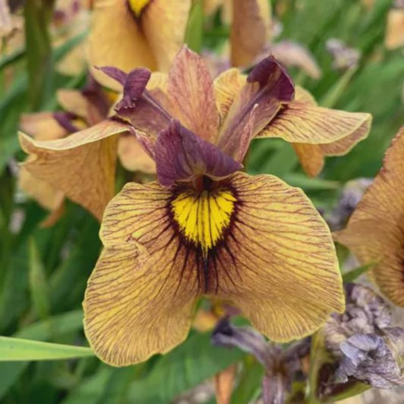 Iris Pseudata Yarai Bareroot Plant - Japanese Water Iris - Aquatic Perennial - Iris pseudata Yarai