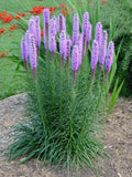 Liatris Plants - 3 Bare Root Blazing Star - Liatris spicata - Ready to Bloom