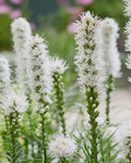 White Liatris Plants - 3 Bare Root Blazing Star - Liatris spicata - Perennial Flowering Plants
