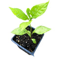 Organic Wingstem Plant in 2.5-inch Pot - Native Pollinator Plant - Verbesina alternifolia - Yellow Ironweed for Gardens