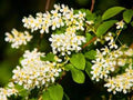 Edible Berry Fruit Tree 1-2 ft Hackberry (Celtis occidentalis) - Hardy Urban Shade Tree for Wildlife & Ecosystem Gardening