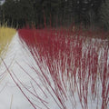 Red Osier Dogwood - 12-24" Bare Root Native Plant - Cornus sericea - Hardy Shrub for Landscaping and Erosion Control
