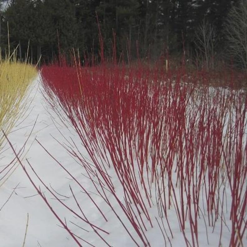 Red Osier Dogwood - 12-24" Bare Root Native Plant - Cornus sericea - Hardy Shrub for Landscaping and Erosion Control