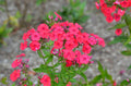 Red Garden Phlox Bareroot Plant - Vibrant Red Flowers - Phlox paniculata
