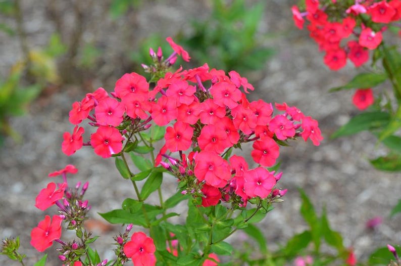 Red Garden Phlox Bareroot Plant - Vibrant Red Flowers - Phlox paniculata