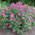 Spirea Plant 12-18" Bareroot Anthony Waterer Spiraea bumalda - Hardy Ornamental Shrub for Gardens and Landscapes
