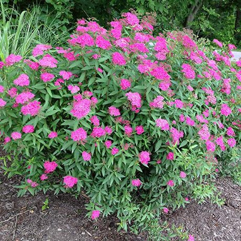 Spirea Plant 12-18" Bareroot Anthony Waterer Spiraea bumalda - Hardy Ornamental Shrub for Gardens and Landscapes