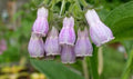 Comfrey Plant Bareroot - Easy Perennial Herb for Herbalism, Hardy in Zones 3-9, Symphytum officinale