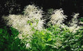 Goatsbeard Plants - Set of 3 - Aruncus dioicus - Hardy Perennial for Zones 3-9 - Ideal for Partial Shade or Full Sun