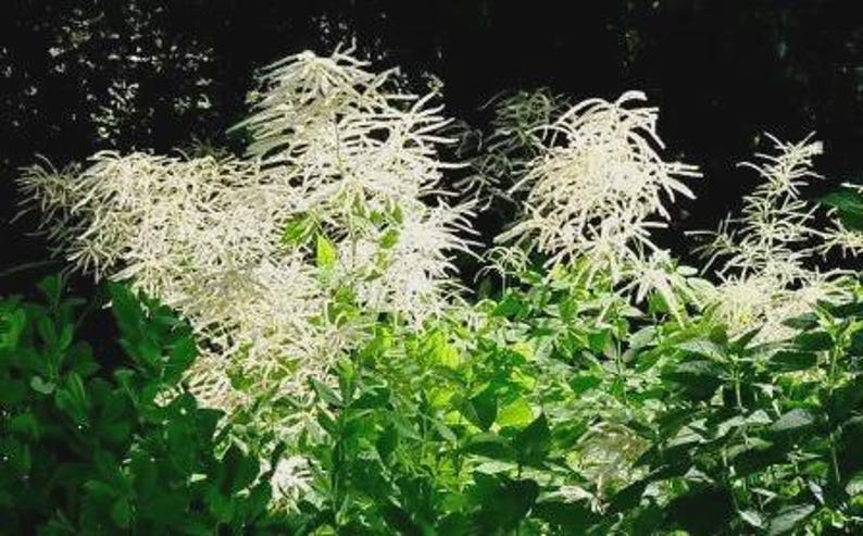 Goatsbeard Plants - Set of 3 - Aruncus dioicus - Hardy Perennial for Zones 3-9 - Ideal for Partial Shade or Full Sun