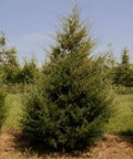 Eastern Red Cedar Plant in Quart Pot - Juniperus virginiana - Native Evergreen Conifer for Zones 2-9, Ideal for Landscaping