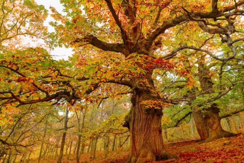 Chestnut Oak Seedling Quart Pot - Quercus montana - Hardy Tree for USDA Zones 3-9, Ideal for Canopy and Landscape Design