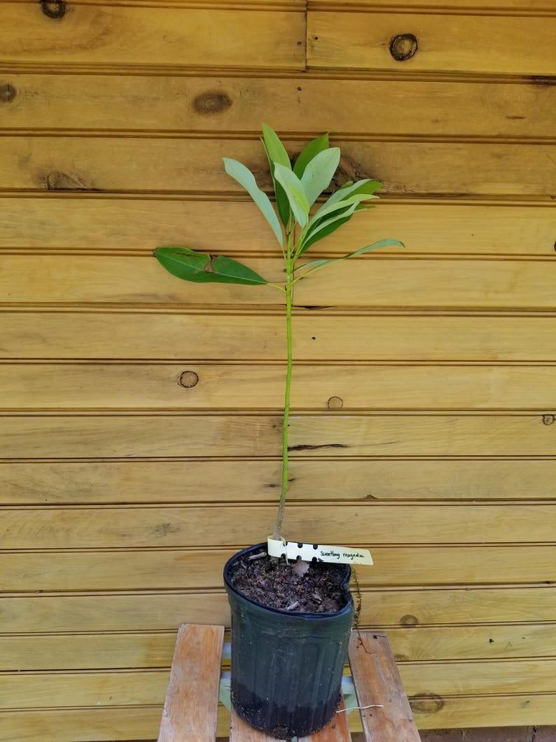 Sweetbay Magnolia Trees, 6" - 12" Live Plant, Magnolia virginiana, Ornamental Tree for Pollinators, 2 Pack