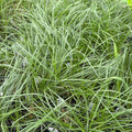 Fox Sedge Live Plant 3.5" Pot - Carex vulpinoidea - North American Native - Full Sun to Part Shade - Zones 3-7