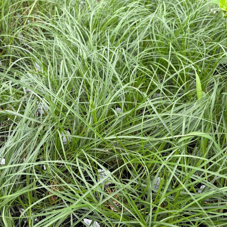 Fox Sedge Live Plant 3.5" Pot - Carex vulpinoidea - North American Native - Full Sun to Part Shade - Zones 3-7