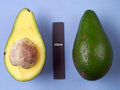 Grafted Hall Avocado Tree - 1ft Tall - Dense, High Fat Content - Persea americana - Ships in 6" Pot