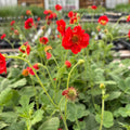 Fireball Scarlet Avens Live Plant 4" Pot - Geum chiloense 'Feurball' - Scarlet Avens for Full Sun/Part Shade, Zones 3-9