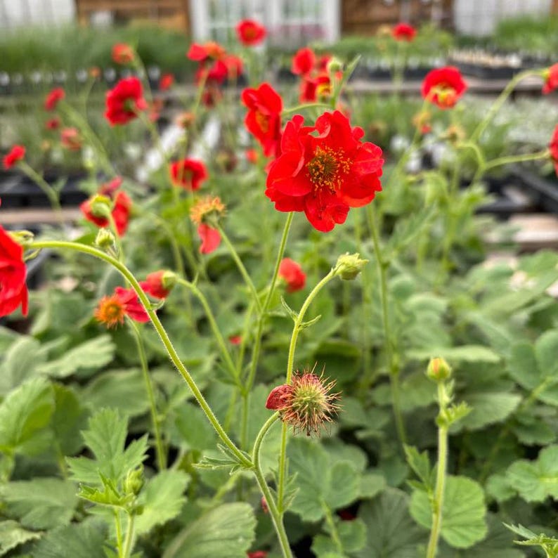 Fireball Scarlet Avens Live Plant 4" Pot - Geum chiloense 'Feurball' - Scarlet Avens for Full Sun/Part Shade, Zones 3-9