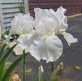 White Bearded Iris Plant - Large White Blooms, 1 Fresh Fan - Iris germanica