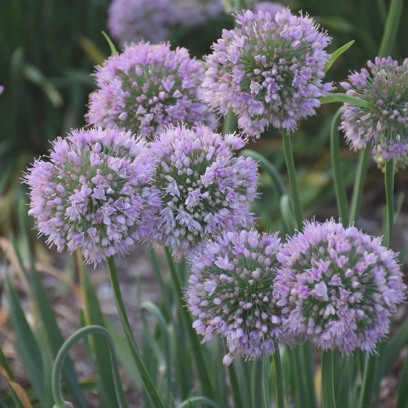 Ornamental Onion Bulb - Bubble Bath Variety - Healthy Bareroot Clump - Allium 'Bubble Bath'