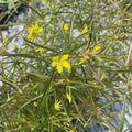 Lanceleaf Loosestrife Plant - 1 Rooted Plant - Lysimachia punctata