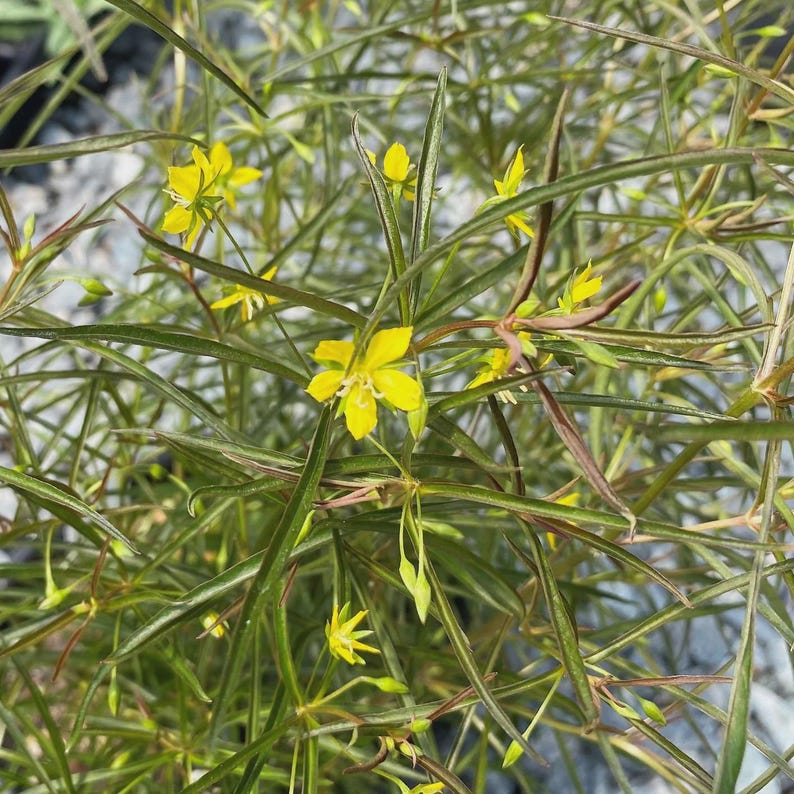 Lanceleaf Loosestrife Plant - 1 Rooted Plant - Lysimachia punctata