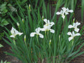 Siberian Iris Bareroot Plants - White Variety - Easy Care Perennial - Iris sibirica - Zones 3-8, Sun to Shade