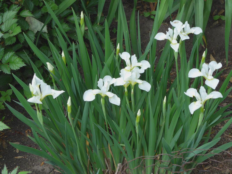 Siberian Iris Bareroot Plants - White Variety - Easy Care Perennial - Iris sibirica - Zones 3-8, Sun to Shade