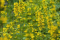 Yellow Loosestrife Bareroot Clump - Carefree Spreading Perennial (Lysimachia vulgaris)