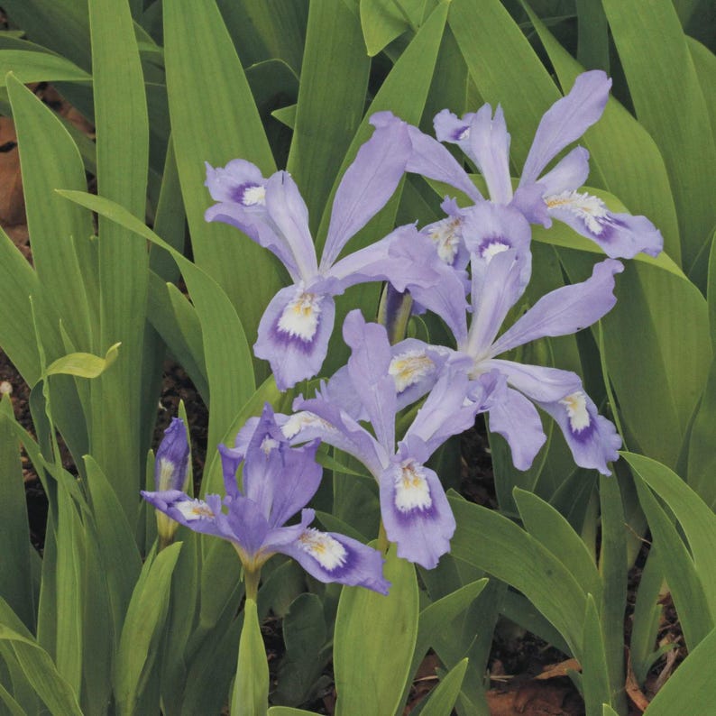 Dwarf Crested Iris - 5 Small Bareroot Plants - Native Perennial - Iris cristata