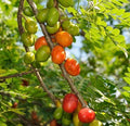 Large Red Hog Plum Tree in 3 Gallon Pot, Jocote Rojo, Spondias purpurea - Hardy Tropical Plant for Garden Landscapes